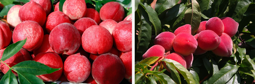 Peach Fruit Powder.png